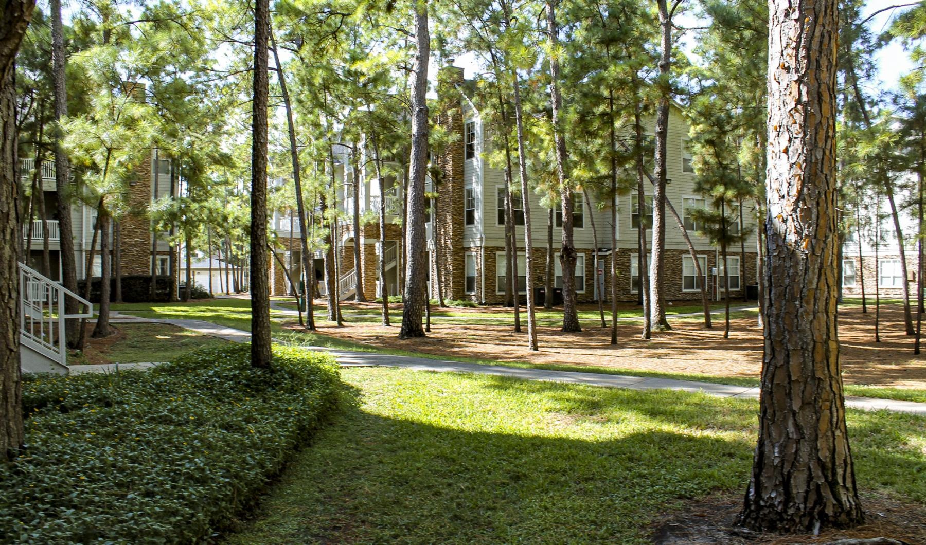 a path with trees and grass