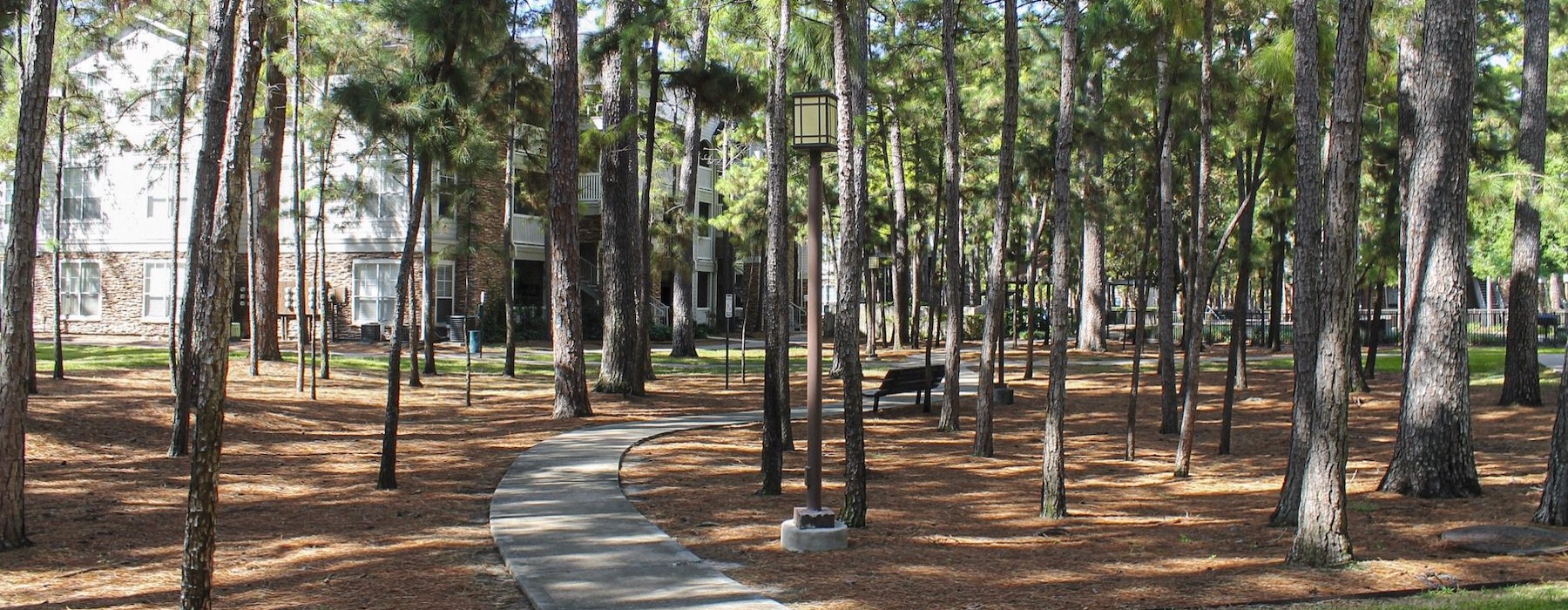 a path through a forest